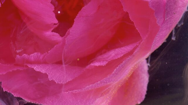 Pink petal closeup revealing velvet texture, extreme macro capture of inner petal ridges and fine pollen dust, soft sheen, black background, cinematic