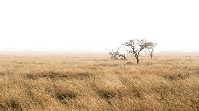 Lone tree in vast dry savanna grasslands landscape isolated on transparent background
