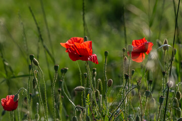 Naklejka premium Vibrant field poppies bloom in a lush green meadow during a sunny day showcasing nature's beauty and color diversity