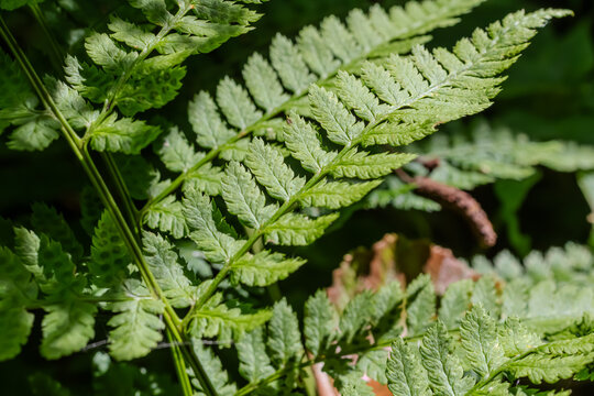 Exploring the beauty of Dryopteris filix-mas with its expansive pinnately compound fronds in a lush forest setting
