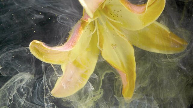 Curled yellow petal underwater dances with ink ribbons, slow motion floral ballet revealing pink edges, flowing textures and studiolit elegance