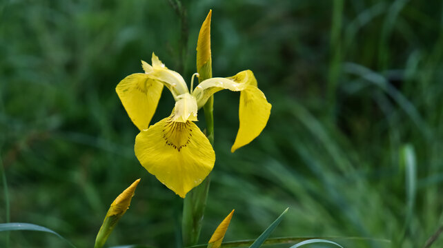 Yellow Flag flowers, Iris pseudacorus, in late Spring. 
Yellow Iris iris pseudacorus Closeup of yellow flower petals