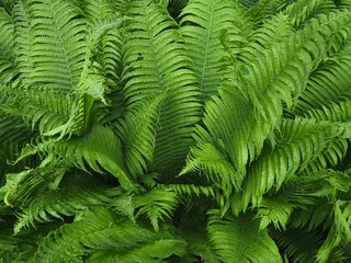 ​Fern leaves background texture with seamless green foliage pattern. Top view macro of fresh ostrich fern fronds filling the frame for organic graphic design backdrop. © Linda