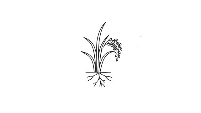 Rice plant growing animation with root system in minimalist black line art style on white background