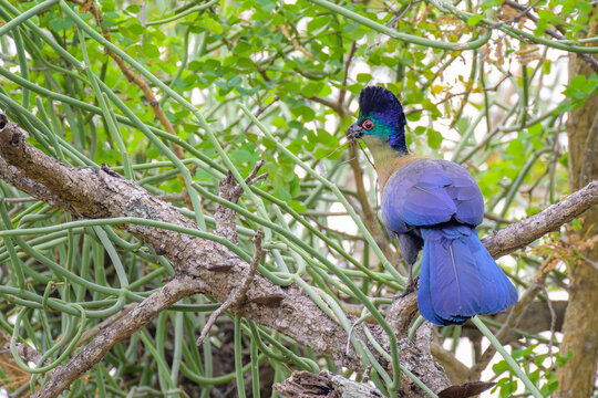Purple-crested turaco (Tauraco porphyteolopha) perched in tree with twigin bill, Kruger national  park, Mpumalanga, South Africa.