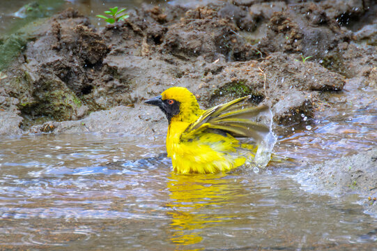 Village weaver (Ploceus cuccullatus) bathing in water, Kruger National Park, Mpumalanga, South Africa.