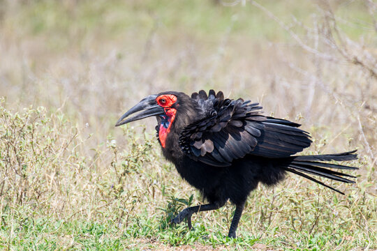 Southern ground-hornbill (Bucorvus leadbeateri) walking on savanna, Kruger national park, Mpumalanga, South Africa.