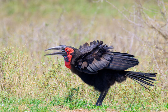 Southern ground-hornbill (Bucorvus leadbeateri) foraging on savanna, Kruger national park, Mpumalanga, South Africa.