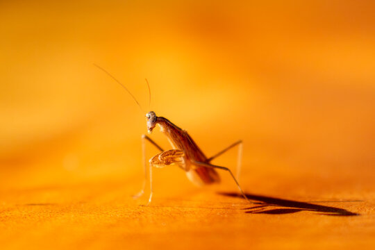 African praying mantis (Sphodromantis lineola) brown variant standing fierce, Mpumalanga, South Africa.