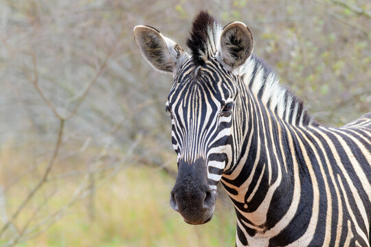 Plains Zebra (Equus quagga) portrait, Kruger National Park, Mpumalanga, South Africa.
