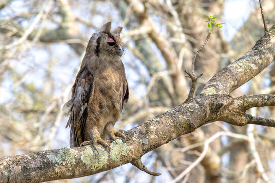 Verreaux's eagle-owl (Bubo lacteus) perched on a branch, Kruger National Park, South Africa.