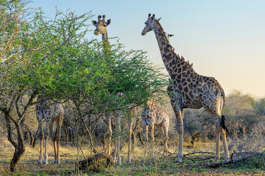 Giraffe (Giraffa camelopardalis) with red-billed Oxpecker (Buphagus erythrorhynchus) on neck, feeding at acacia tree at sunset, Kruger national park, South Africa.