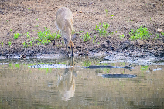 Common Duiker (Sylvicapra grimmia) drinking from waterhole, Kruger national park, South Africa.
