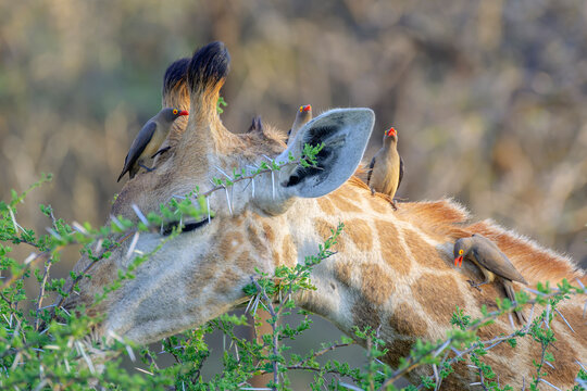 Giraffe (Giraffa camelopardalis) feeding on acacia with four red-billed Oxpecker (Buphagus erythrorhynchus), Kruger national park, South Africa.