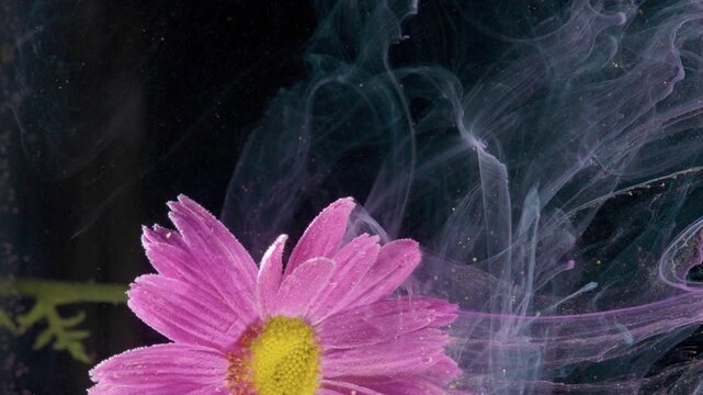 Pink daisy gliding through ink waves, center composition with soft ripples and translucent trails, petal edges catching light, calm cinematic