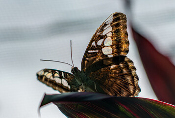 Clipper butterfly (Parthenos sylvia) backlit on a red leaf © Simona