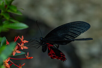 Scarlet Mormon butterfly (Papilio rumanzovia) feeding on red ixora © Simona