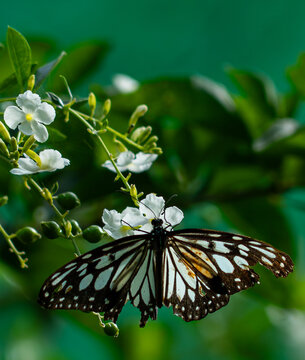 Glassy tiger butterfly on white duranta blossoms