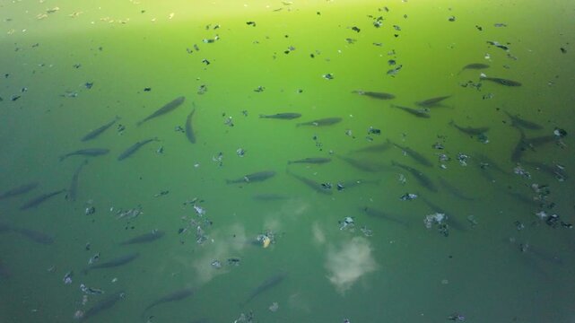 Serbia Valjevo 26.05.2026 Schooling Fish Beneath Murky Green Water