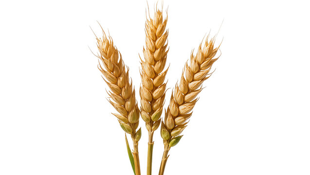 Three ripe wheat ears with golden grains and green stems