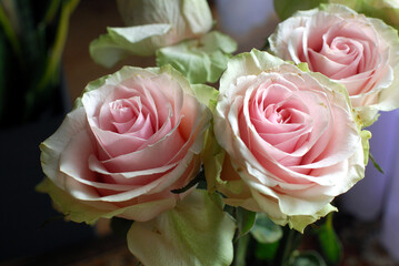 COLORFUL ROSES IN A VASE ON THE TABLE © Piotr