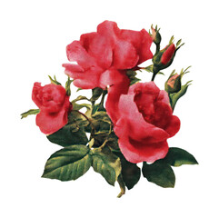 Obraz premium PNG Vintage red roses illustration