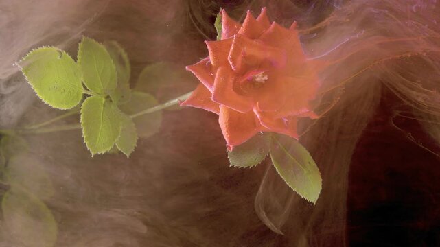 Orange rose drifting among green leaves inside tinted ink, soft veil of amber smoke wraps stem and petals, gentle descent captured in slow motion,