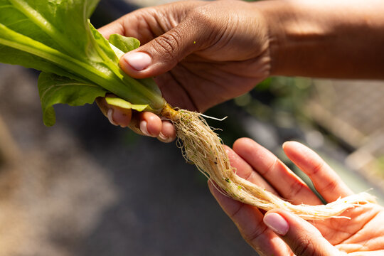 African American woman holding leafy seedling with bare hands pulling fibrous roots in greenhouse
