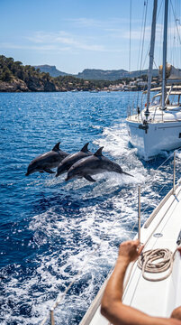 Tres delfines nariz de botella saltando en sincron&iacute;a junto a un velero blanco en un d&iacute;a soleado sobre mar azul mediterr&aacute;neo.
