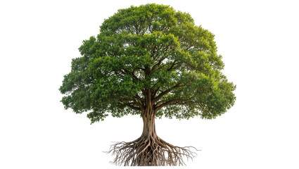 Large green tree with exposed root system © Niklas