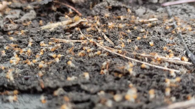 A colony of termites emerging onto the soil surface, displaying collective insect behavior and natural activity within a terrestrial ecosystem.