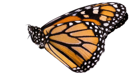 Monarch butterfly wings with orange black, and white patterns © Niklas