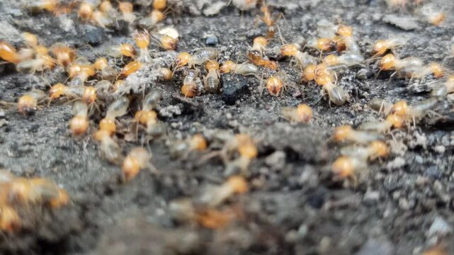 A colony of termites emerging onto the soil surface, displaying collective insect behavior and natural activity within a terrestrial ecosystem.