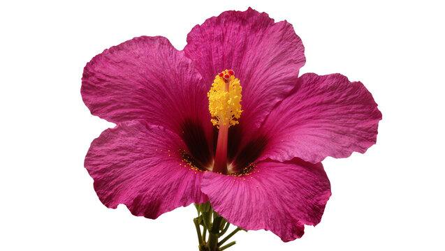 Vibrant pink hibiscus flower with yellow stamen