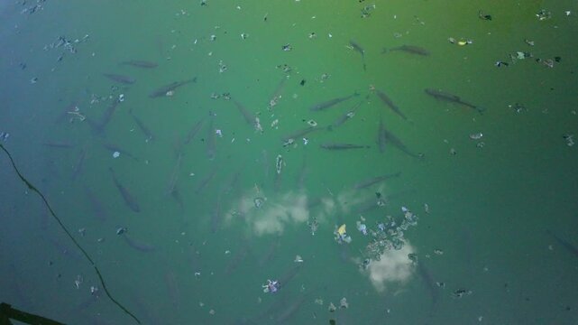 Serbia Valjevo 26.05.2026 School Fish Beneath Green Water Surface