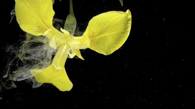 Yellow petals releasing soft white smoke into black water, dramatic contrast and dynamic motion, bright pigment trails and floating textures for bold