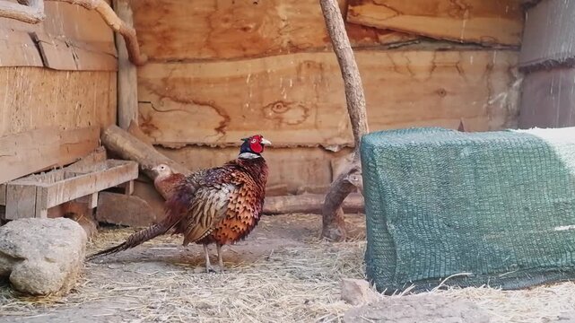 Male common pheasant and several hens walking inside a rustic wooden enclosure on a farm
