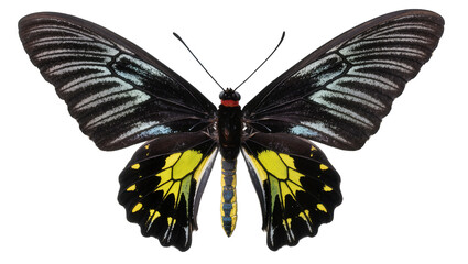 Black and yellow butterfly with detailed wing patterns © Julia