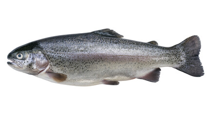 Fototapeta premium Whole Rainbow Trout Fish Side View