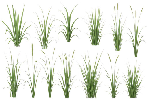 Collection of isolated green grass tufts and wetland sedge plants with seed heads, arranged in rows against a solid black background for