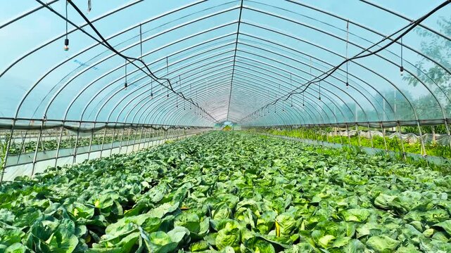 Cabbage Crop Growing Inside Large Greenhouse Tunnel