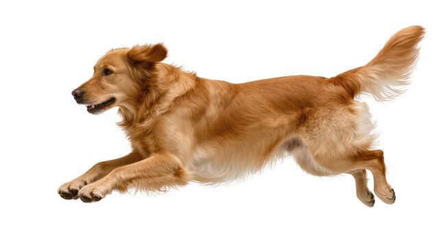 Golden Retriever dog running with motion blur