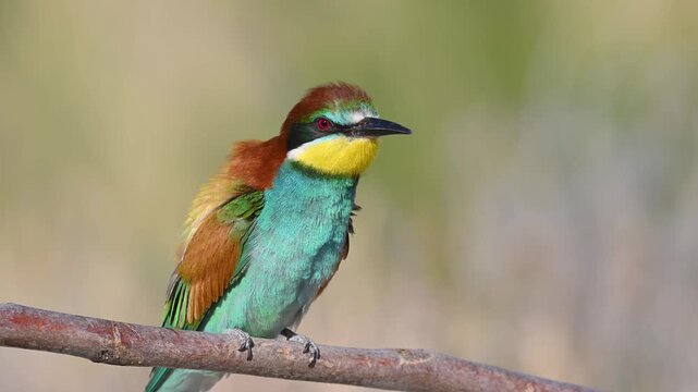 An adult European bee-eater (Merops apiaster) perched on a branch in its natural habitat, dazzling with its colorful plumage and scanning its surroundings as it waits for its prey.