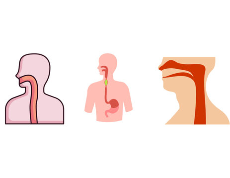 Illustrations depicting the human digestive and respiratory systems, showing the anatomy of the throat, esophagus, and stomach pathways for food and air.