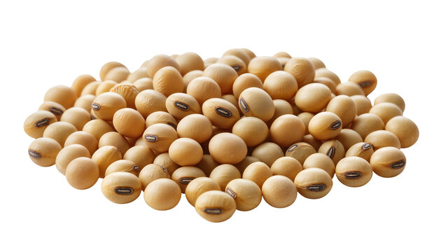 Pile of dried soybeans with visible hilum