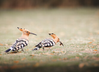 Two hoopoes (Upupa epops) foraging together on short grass. Their distinctive cinnamon-colored plumage, fan-shaped crests, long decurved bills, and boldly patterned wings are clearly visible. © Serhii