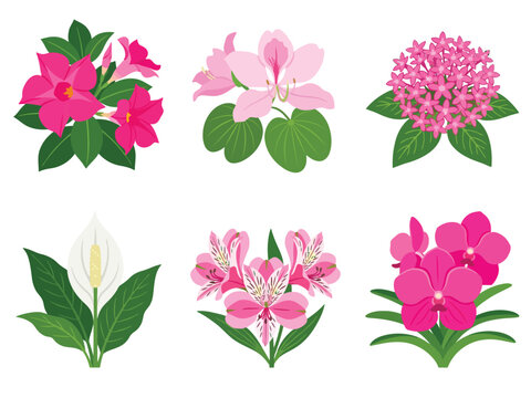 Tropical Exotic Flowers Edition #23&mdash;Mandevilla, Bauhinia, Pentas, Spathiphyllum, and Alstroemeria Vector Illustration. Design Element. Clip art. Suitable for artwork design. Editable for any design.
