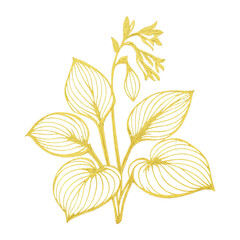 Obraz premium PNG Elegant golden botanical line art.