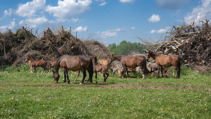 Fototapeta premium Horse herd with foals grazing near stacked tree branches, rural pasture scene with farm animals and blue cloudy sky