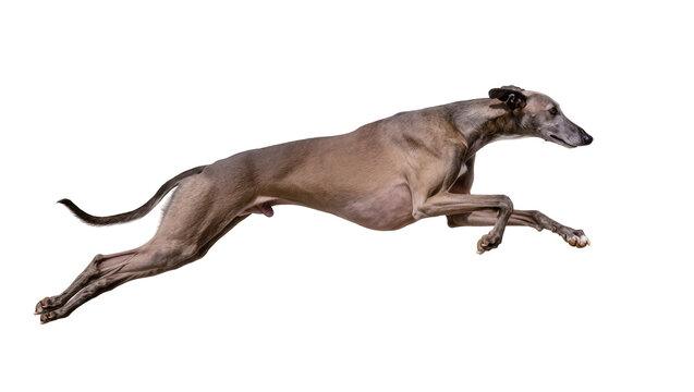 Greyhound dog running at full speed side view, motion blur